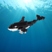 Orca - Nanoblock micro-sized building block set
