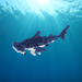Hammerhead Shark - Nanoblock micro-sized building block set