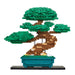 Deluxe Bonsai Matsu